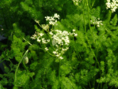 Meum athamanticum  bestellen